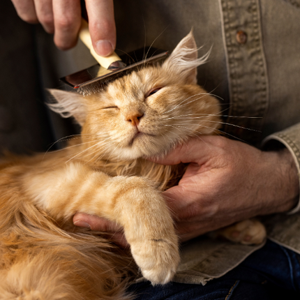 Collection image for: Verzorging