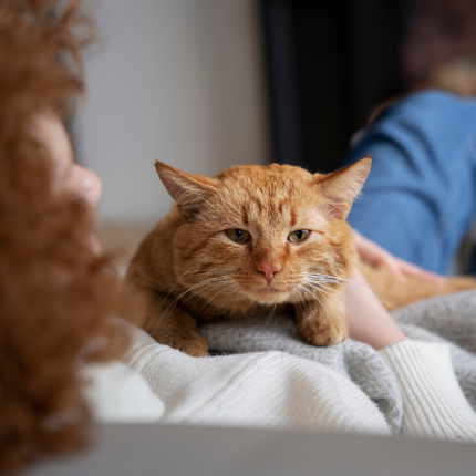 Collection image for: Benodigdheden